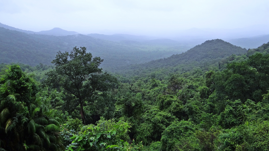 The Importance of Biodiversity: Why We Should Care