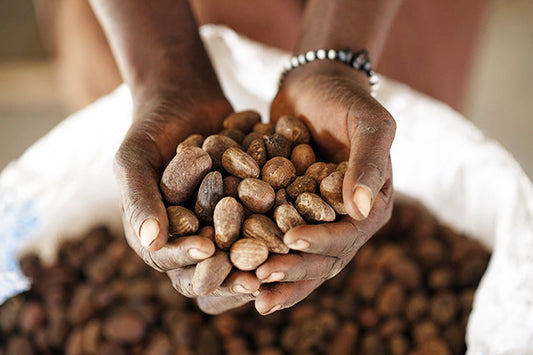 Shea Sustainability Program Impact
