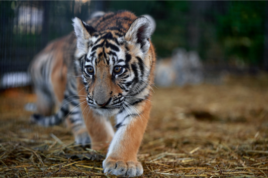 2022 Is The Year Of The Tiger, But Where Are The Tigers?