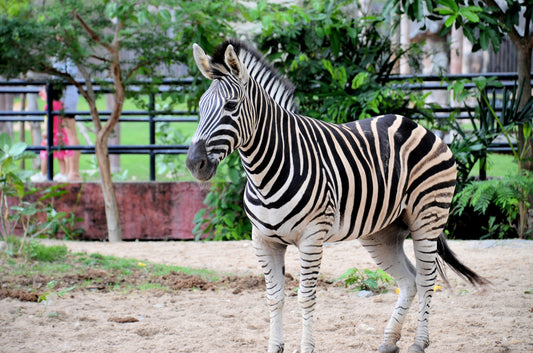 From Enclosures to Ethical Ecosystems