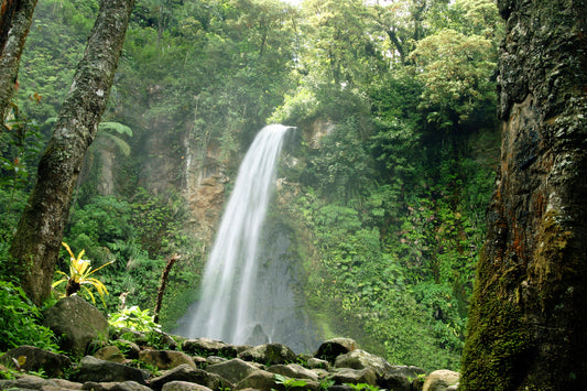 In the 1960s, 80% of Indonesia’s Land-Cover Was Rainforest; Now It Is 50%