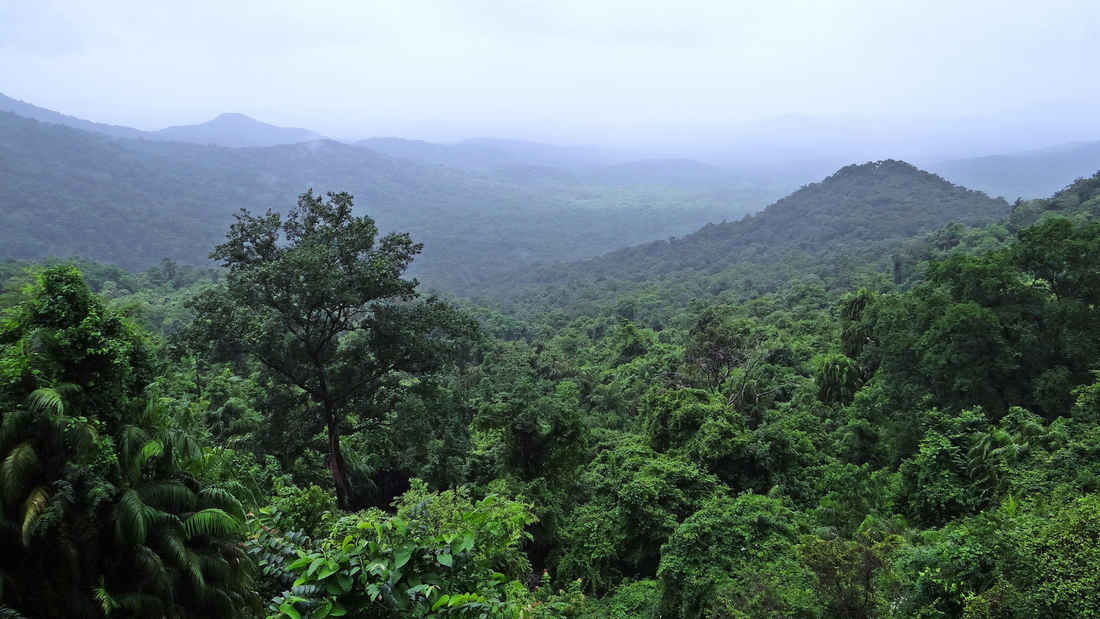 The Importance of Biodiversity: Why We Should Care
