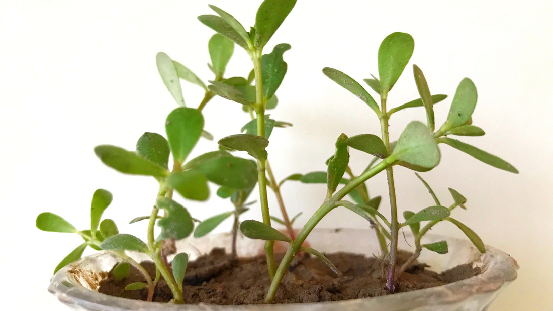 Natural Hair Care and Protein: Unleashing the Power of Brahmi