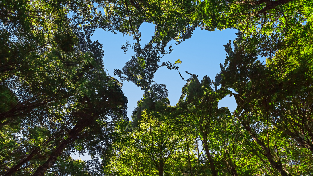 Growing Green Communities: How Planting Trees Can Help Urban Areas Thrive