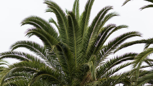 More Than Coconuts: The Legacy of 2,500+ Palm Species