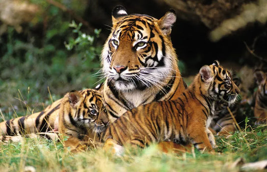 International Tiger Day From Extinction to Expansion: How Thailand is Saving Its Tigers