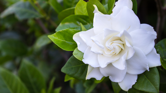 The Soothing Scents of Gardenia: Aromatherapy Benefits of Gardenia Essential Oil