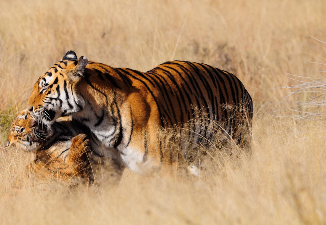 Why are Tigers Important?