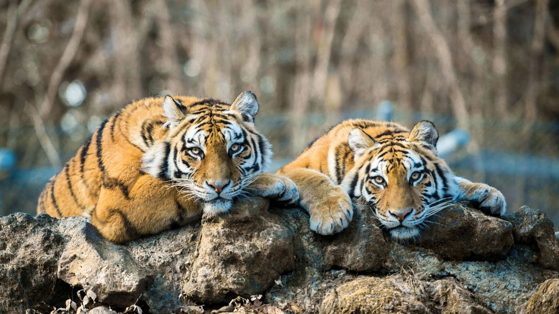 Sugarcane Tigers: When Farmlands Become Wildlife Habitat