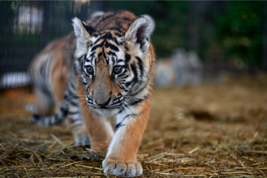 2022 Is The Year Of The Tiger, But Where Are The Tigers?