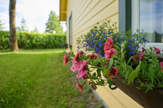 Plant Native, Save a Species: Monarch Butterfly Conservation Through Gardening
