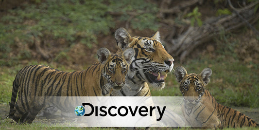 Tiger-ing Up Global Tiger Day: WWF and Discovery Channel Join Forces!