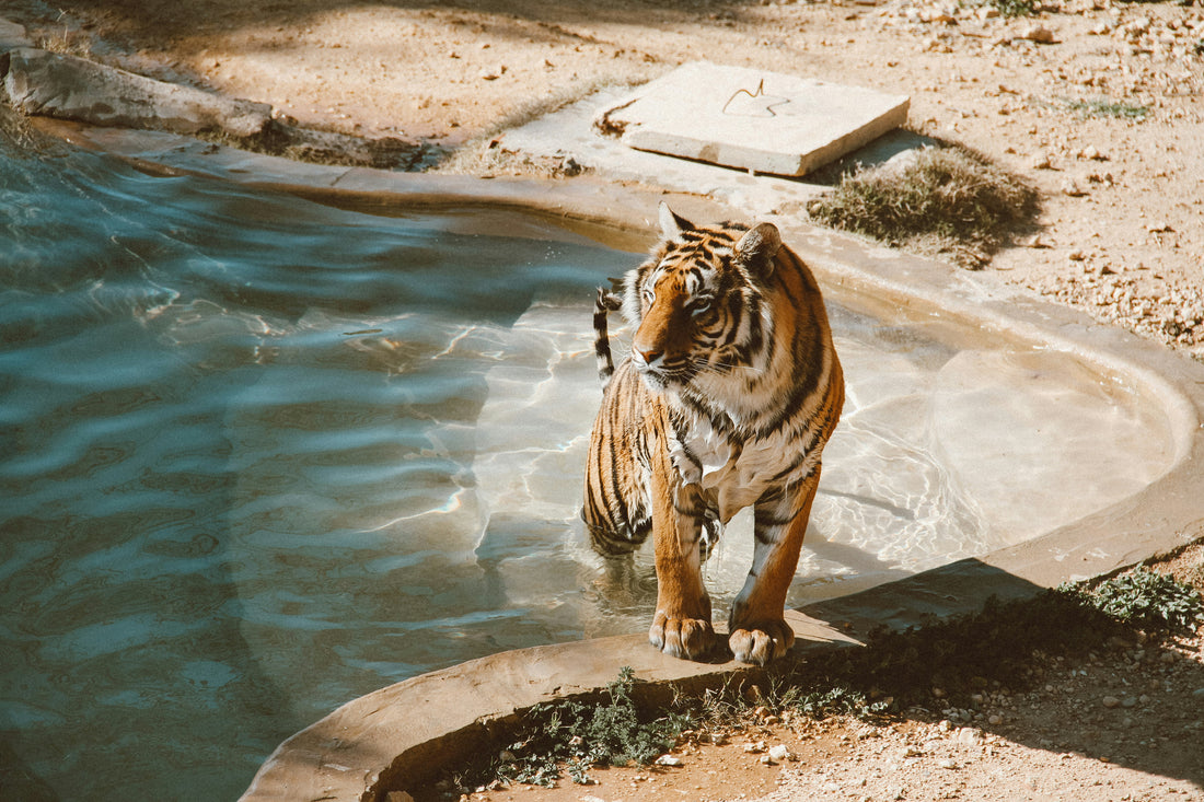 Lost and Found: From Extinction to Rediscovery of the Javan Tiger