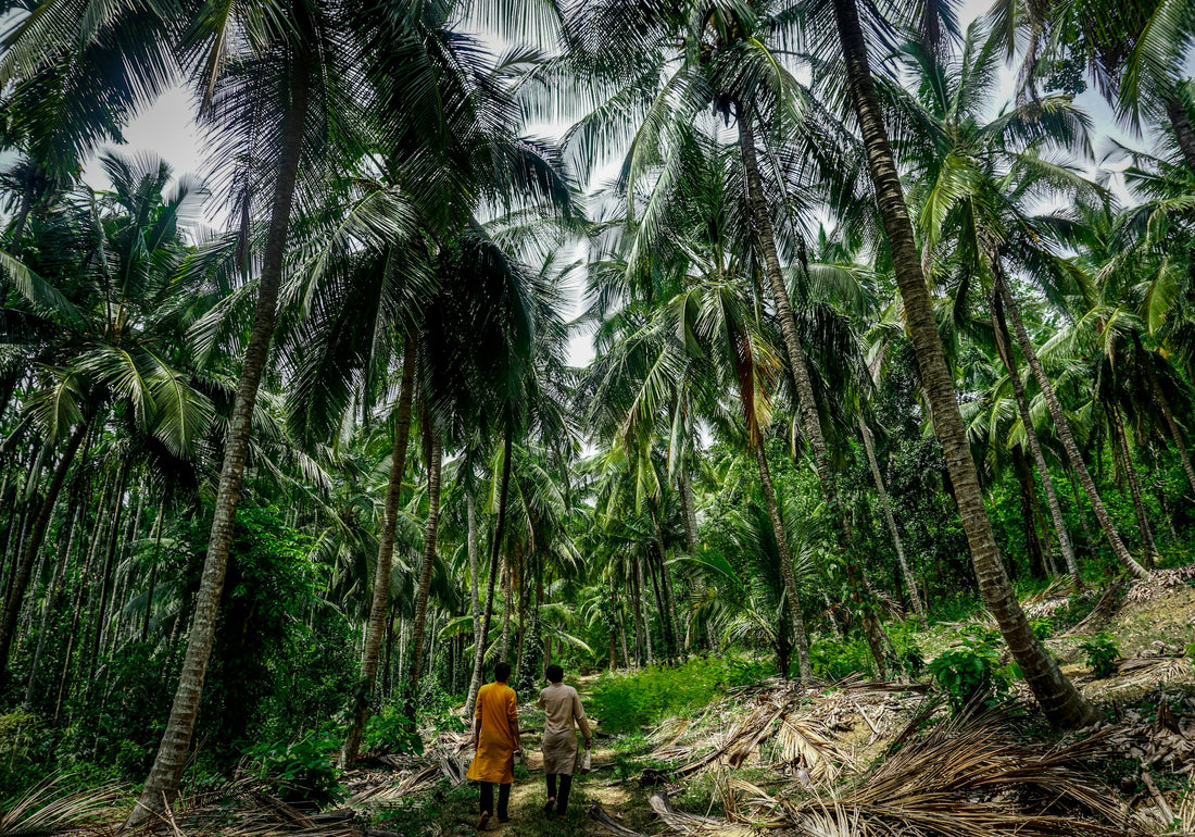 Why More People Should Be Talking About Sustainable Forests from a Traditional Perspective