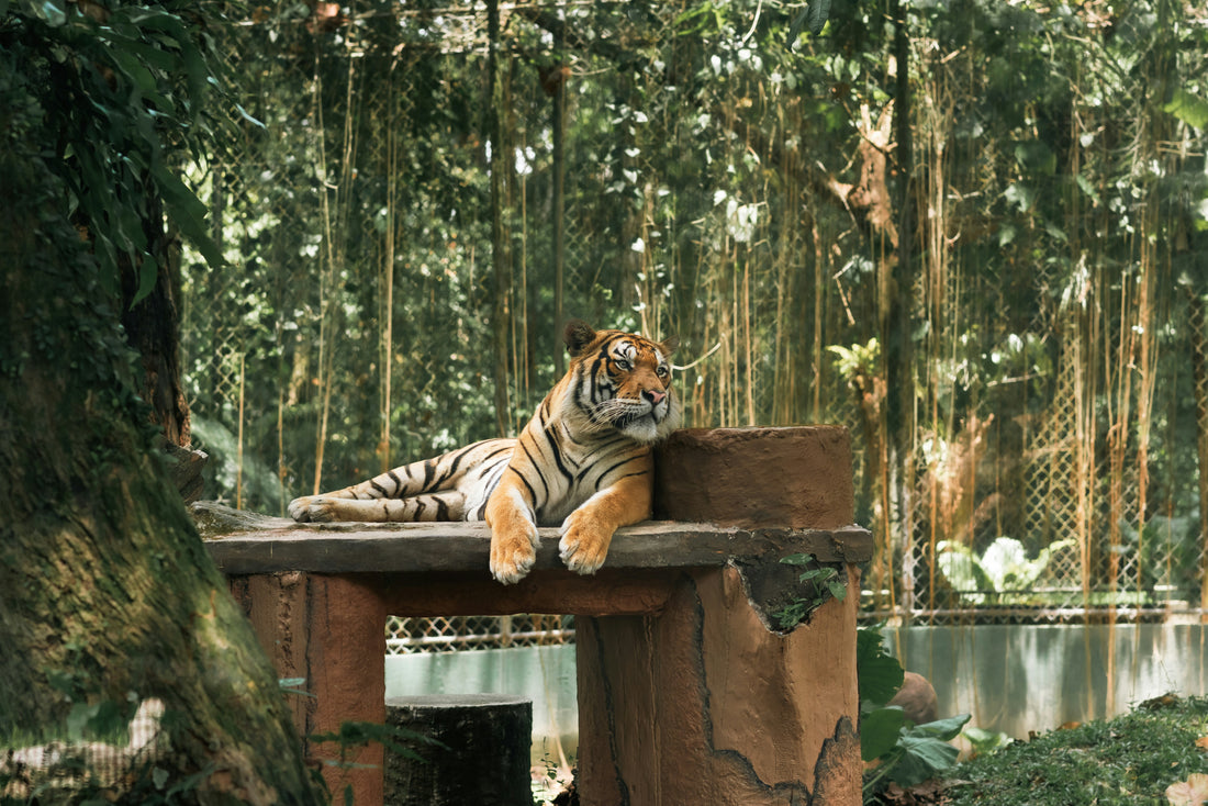 Ever Wonder How Zoos Help Save Endangered Animals & Contribute to Global Biodiversity?